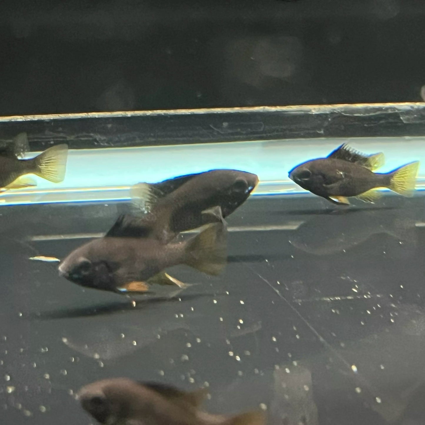 German Black Ram