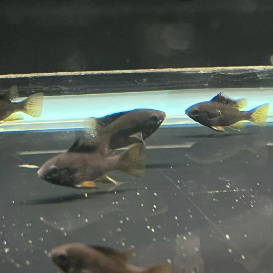 Ramirezi Noir d’Allemagne