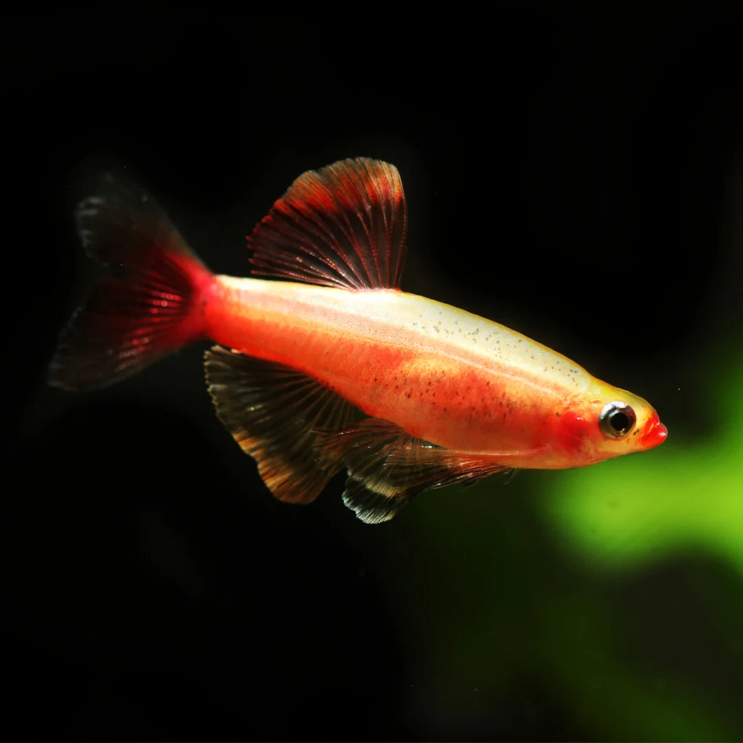 Golden White Cloud Minnow (Tanichthys albonubes)