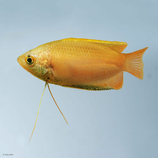 Gourami Honey Golden (Colisa chuna)