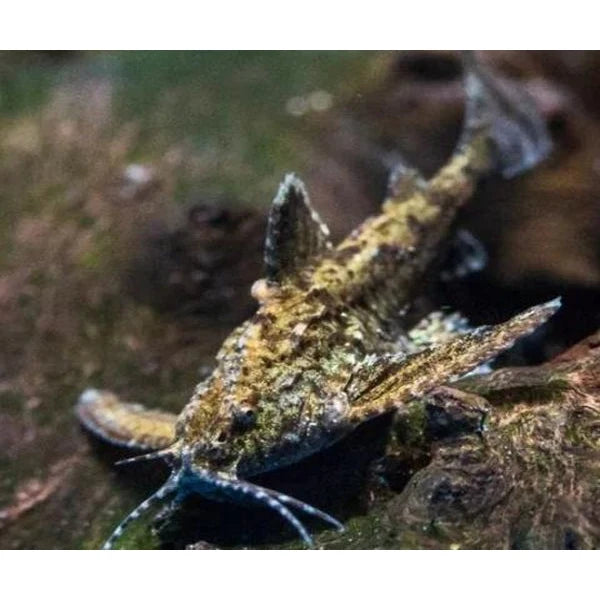 Anchor Catfish (Hara jerdoni)