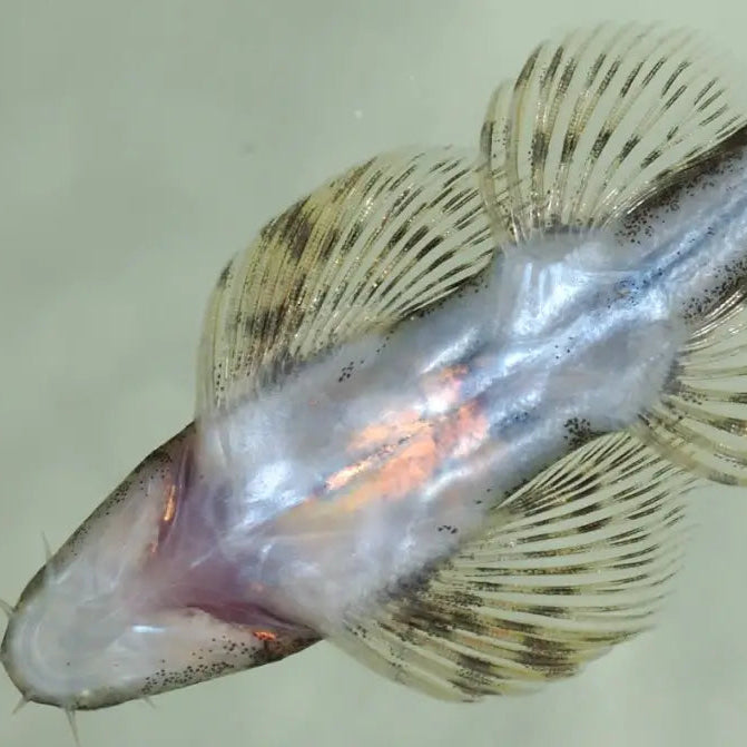 Lizard Fish (homalopteroides tweediei)