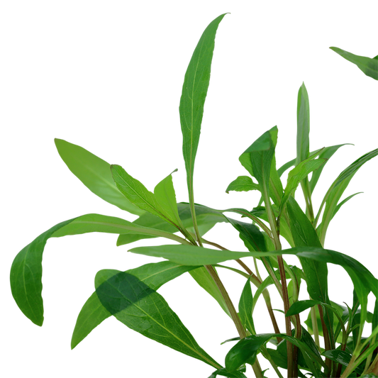 Hygrophila corymbosa 'Siamensis'