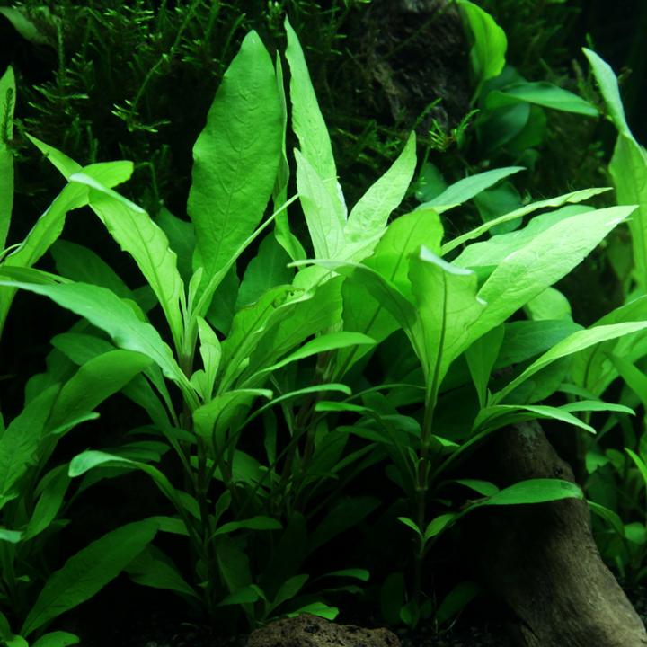 Hygrophila corymbosa 'Siamensis'