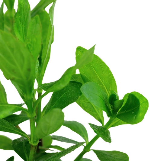 Hygrophila polysperma