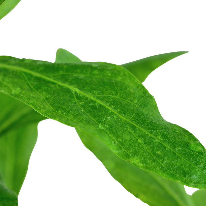 Hygrophila polysperma