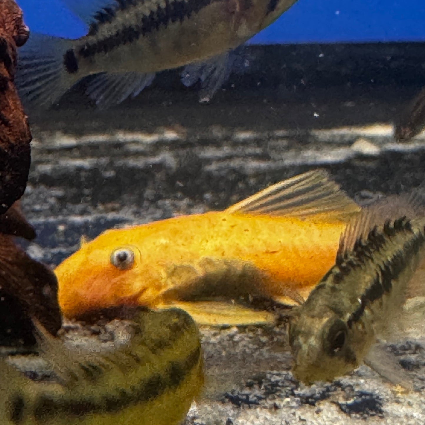 Blue Eye Lemon Bristlenose Pleco L144 (Ancistrus sp.) - PAIR
