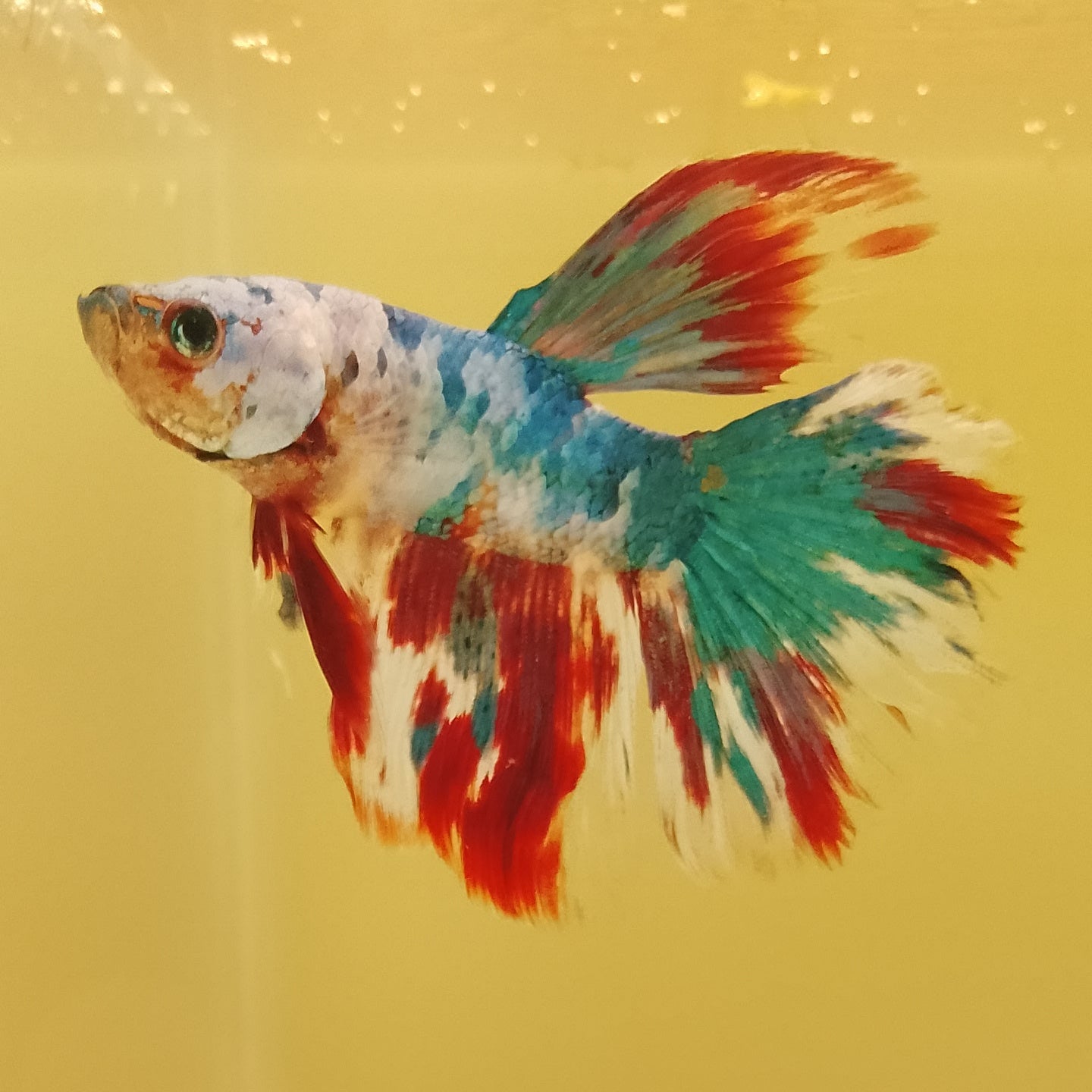 HALFMOON CANDY COPPER BASE - Male