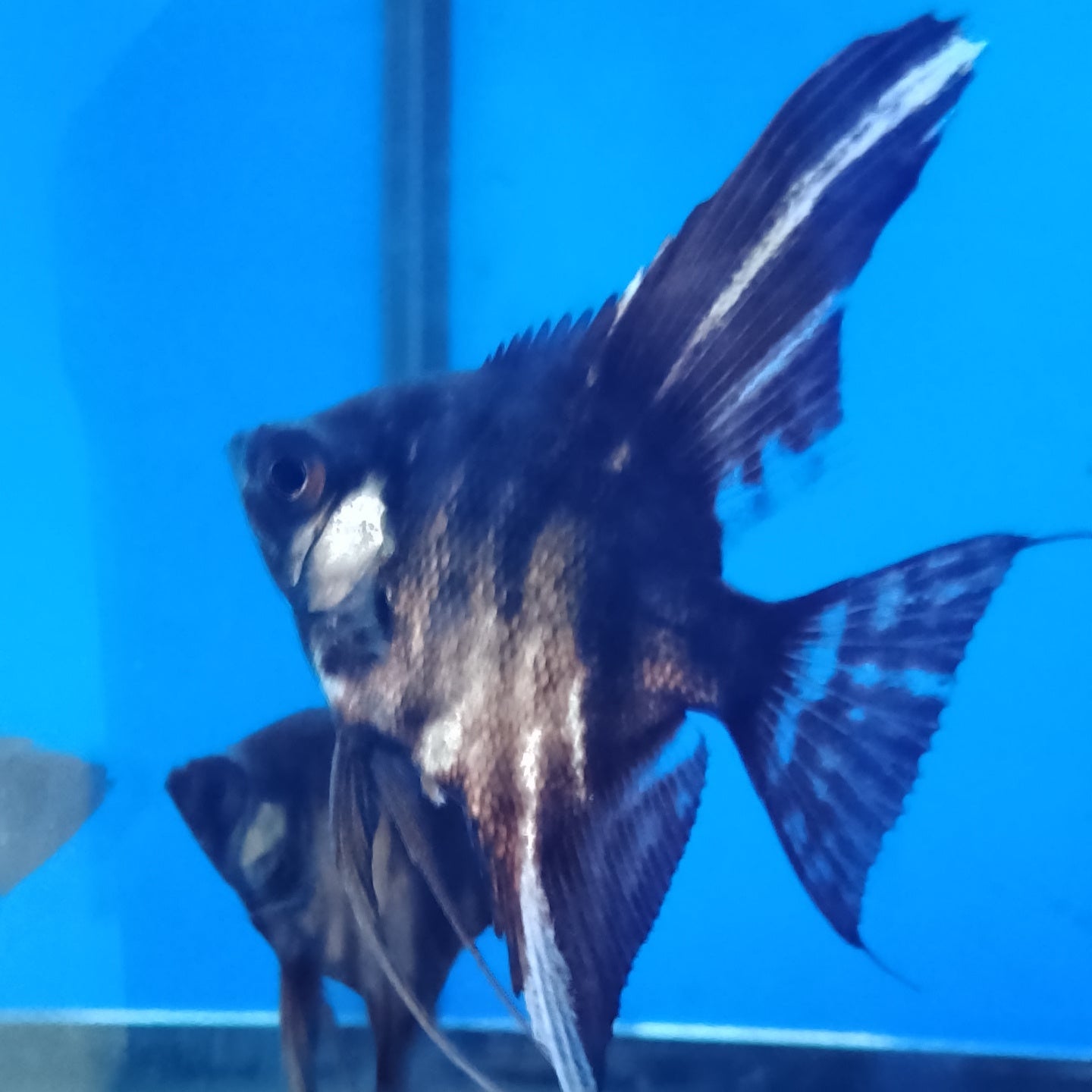Angelfish Black