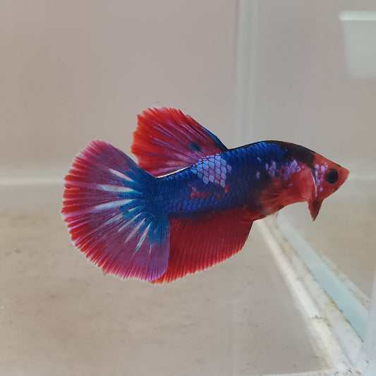 OHMPK Candy Male