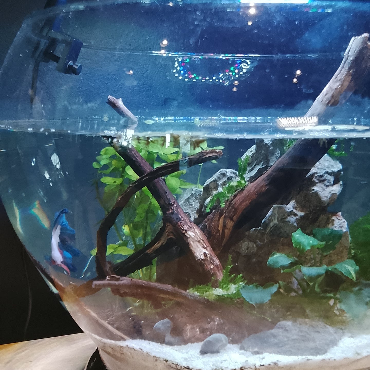 Betta Bowl Complete - 10x10