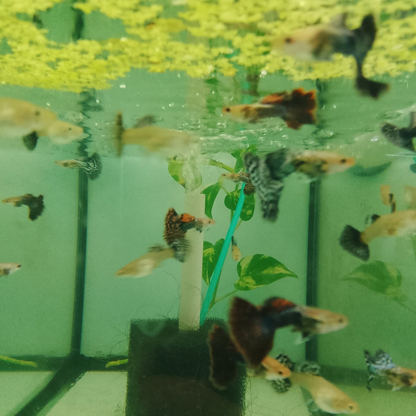 Guppy Mosaic (couple)