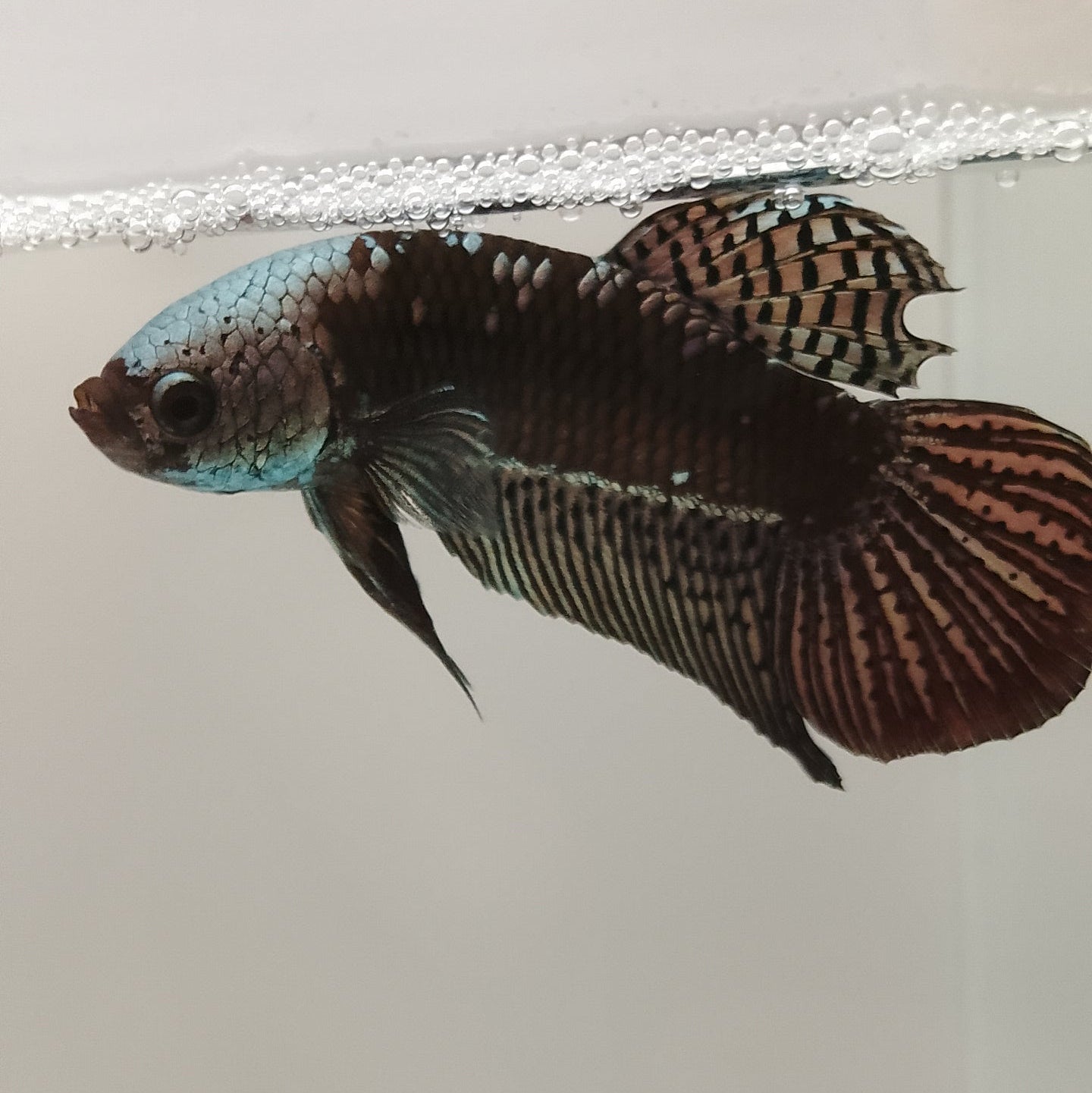 Alien Betta Hybrid Purple - Male