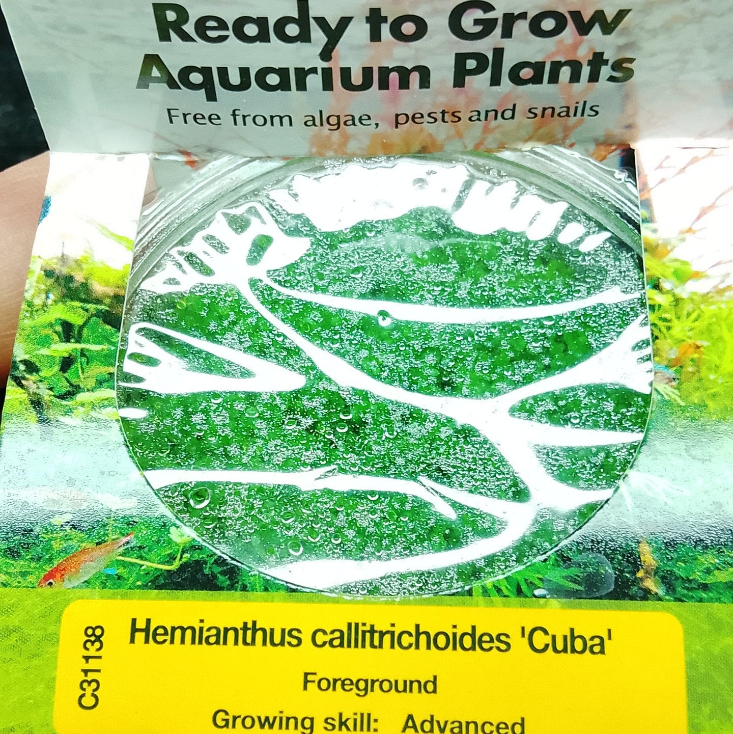 Plant Tissue Culture - Hemianthus callitrichoides 'Cuba'