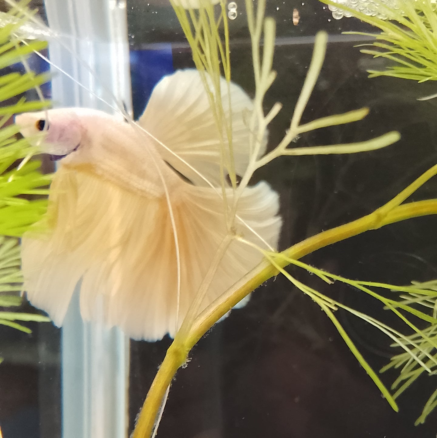 Betta Halfmoon Thai - Male