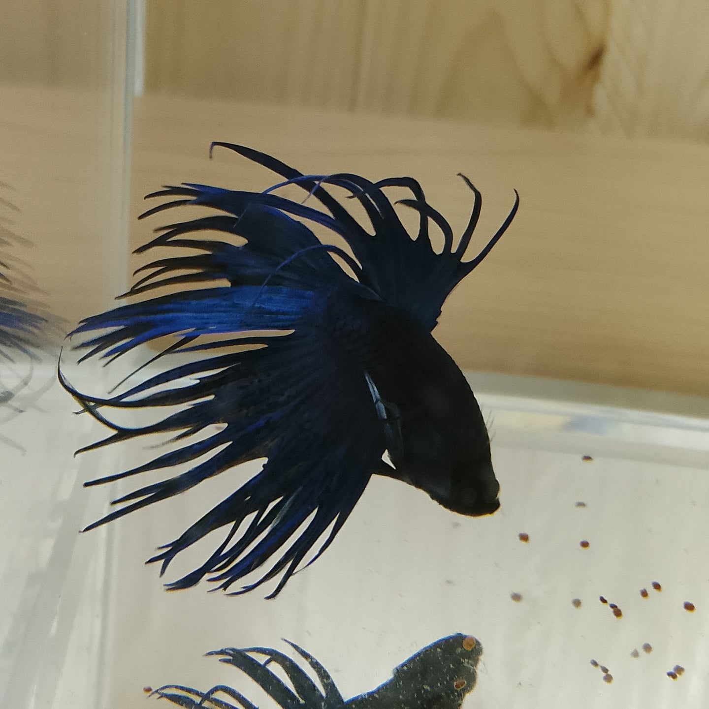 Betta Crowntail - Male