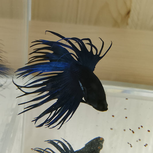 Betta Crowntail - Male