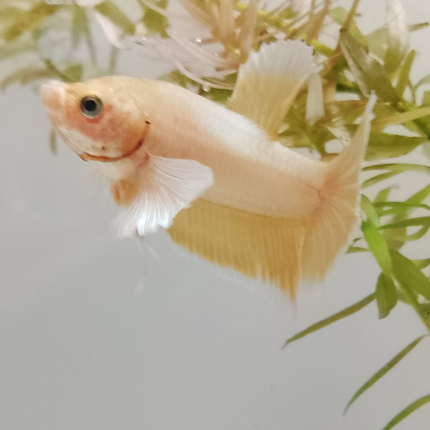 Yellow Dumbo Betta - Male