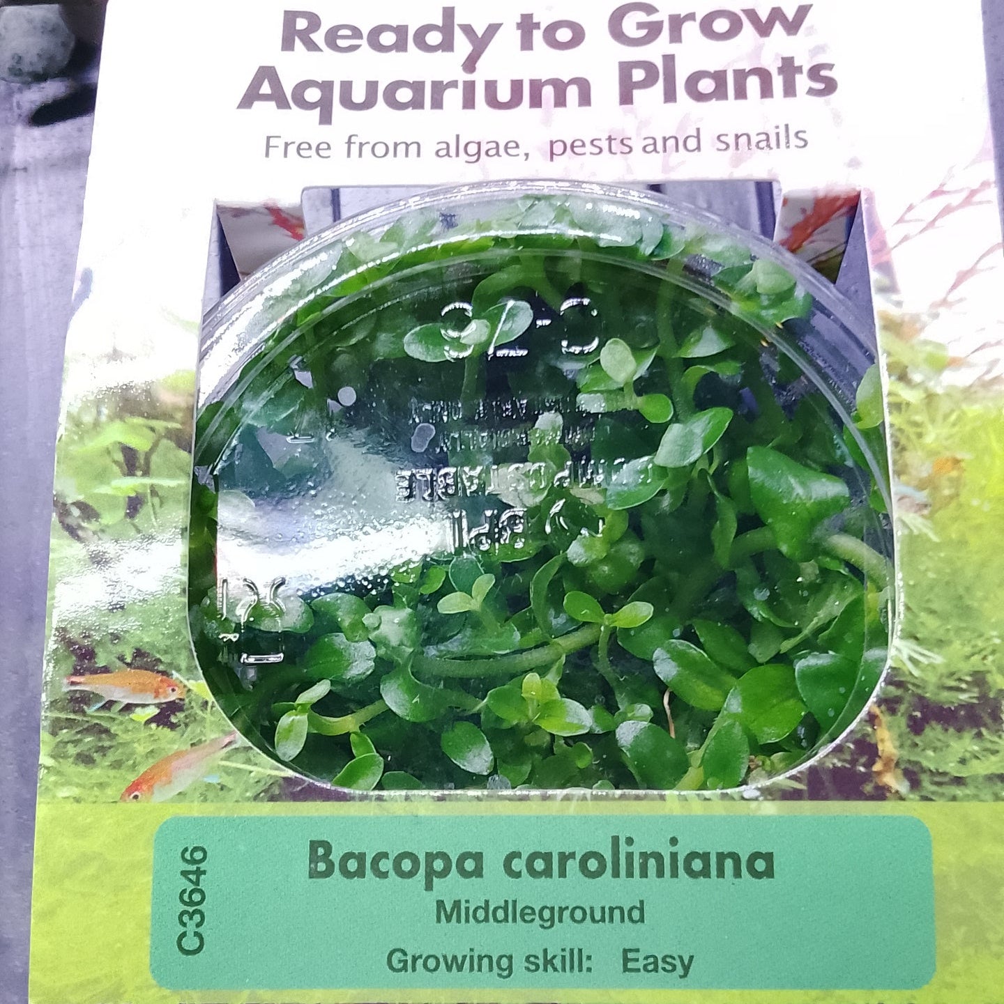 Plant Tissue Culture - Bacopa caroliniana
