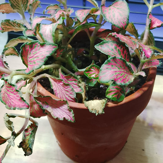 Plante tropicale assorti - Pot en terre cuite