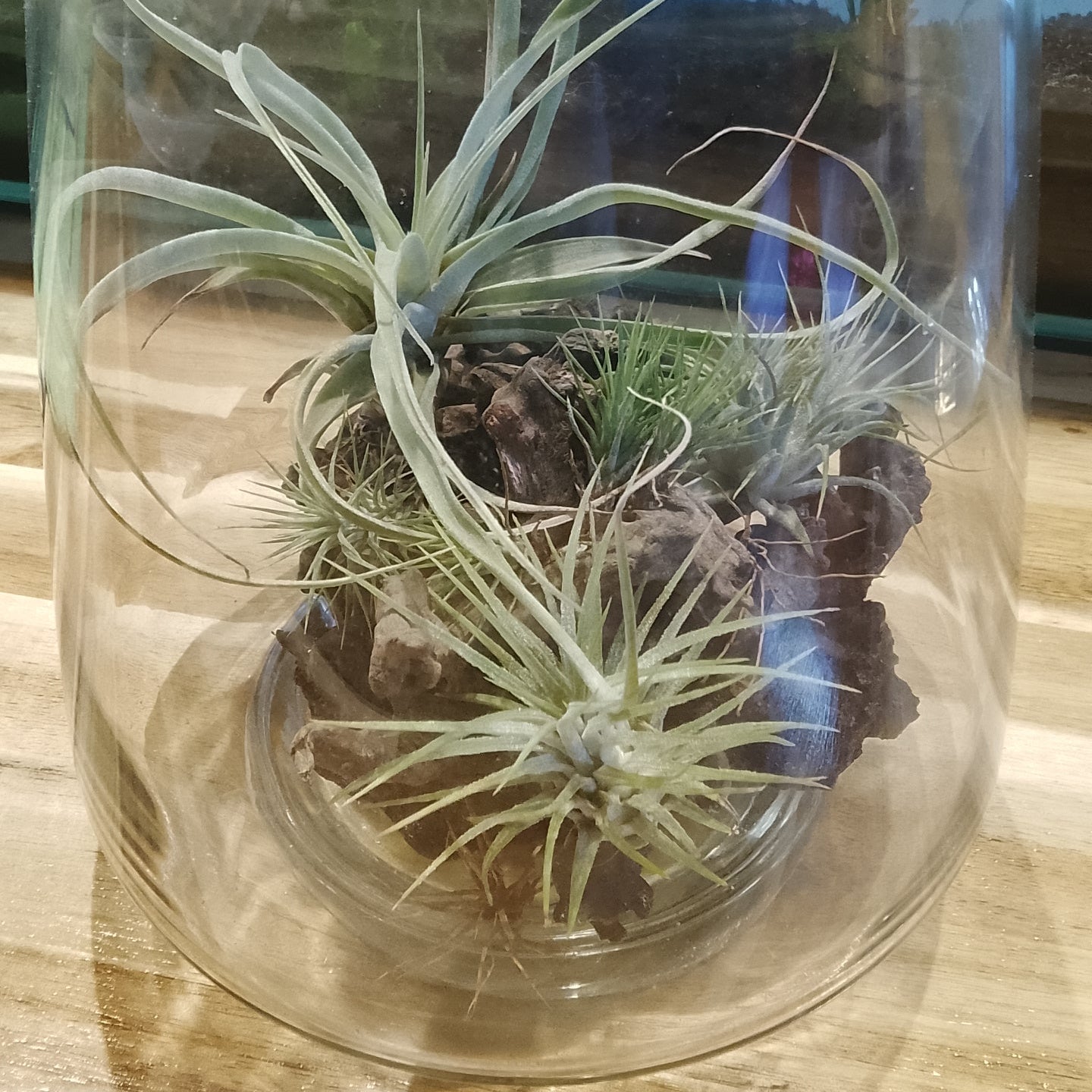 Plantes Epiphytes (Vase)
