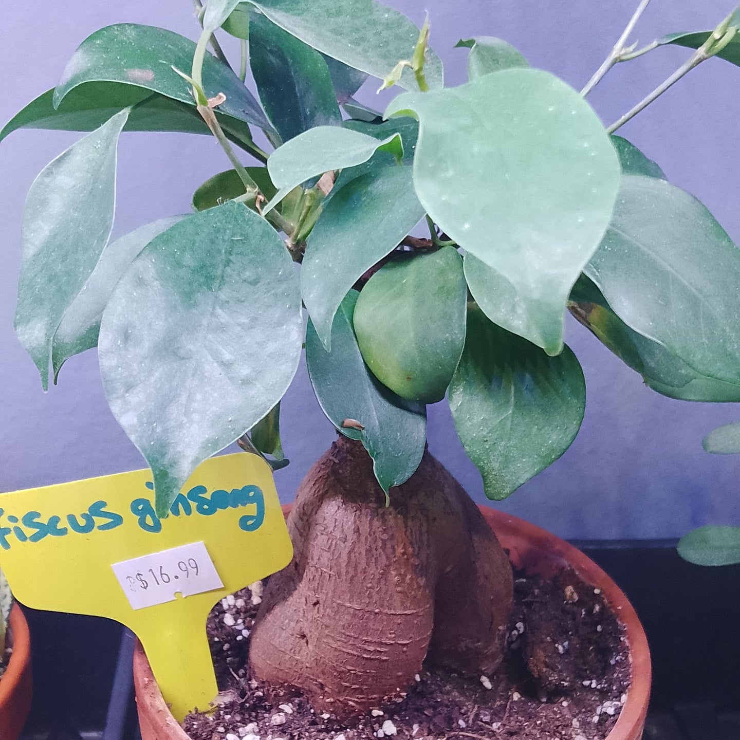 Ficus Ginseng Bonsai
