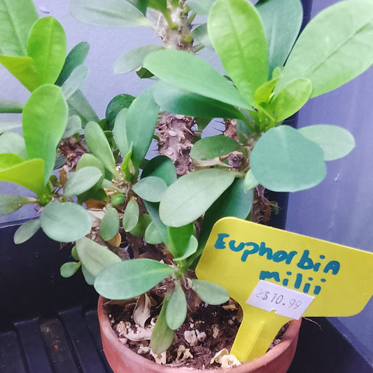 Euphorbia Milii