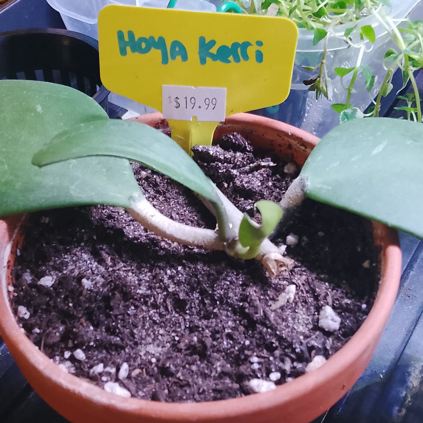 Hoya Kerrii