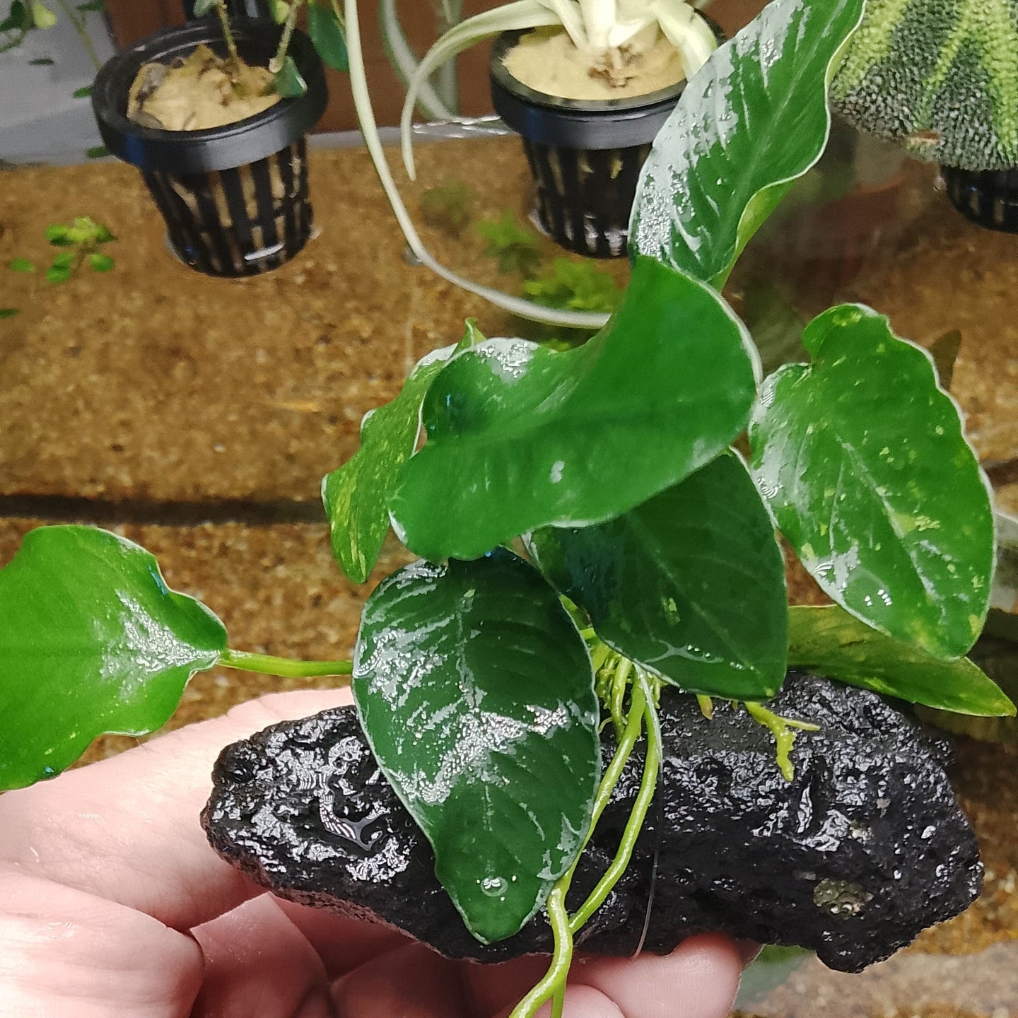Anubias sur pierre de lave