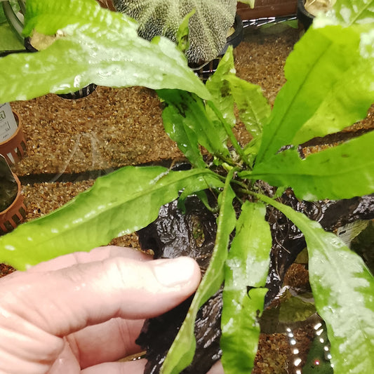 Fougère de Java sur petit bois de Kapas