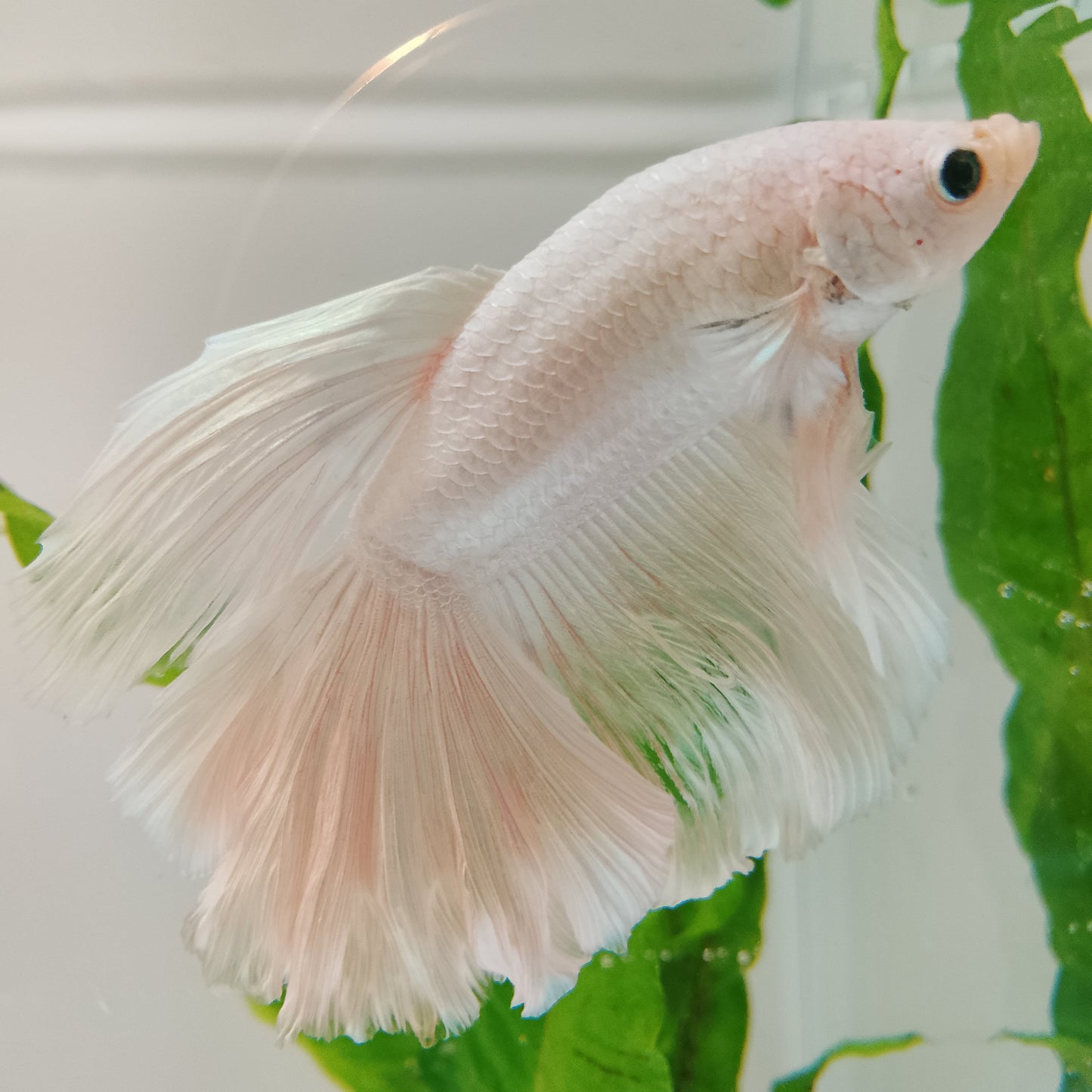 Betta Veiltail - Male
