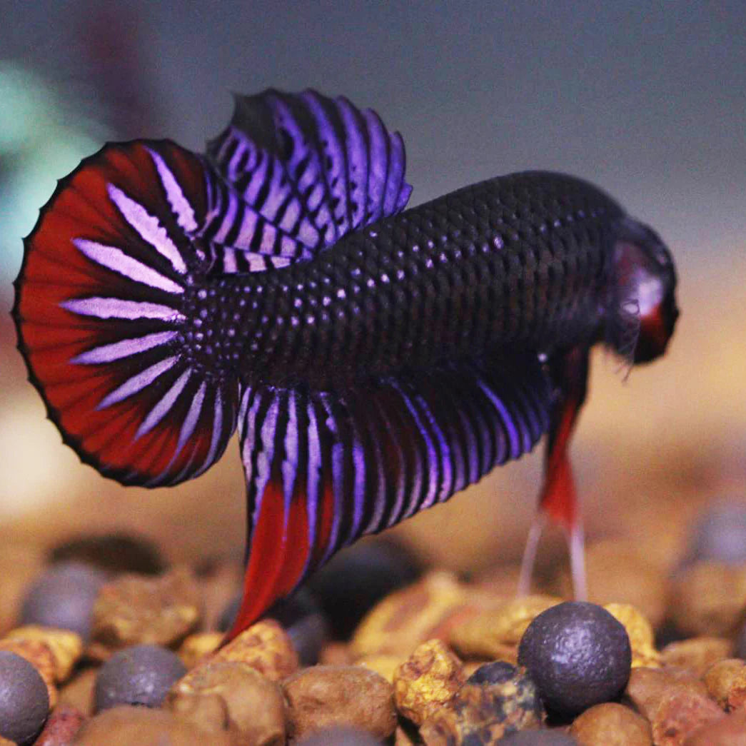 Wild Betta Imbellis Copper Red Hybrid Male - High Quality