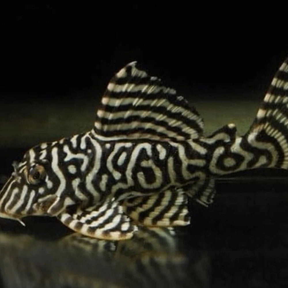 L066 King Tiger Pleco