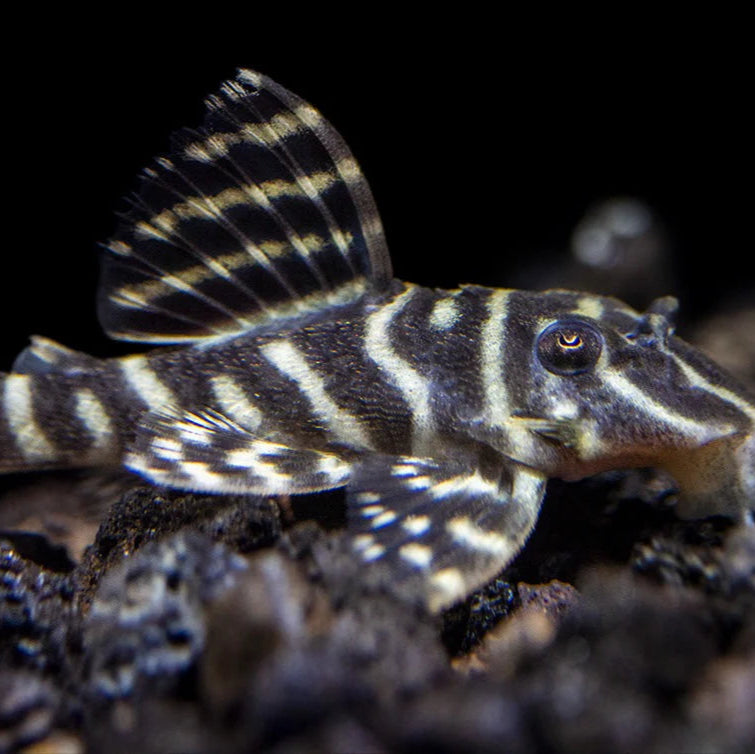 L129 Colombian Zebra Pleco