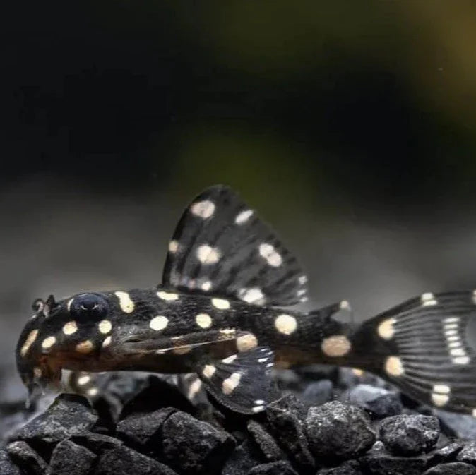 L471 Hypancistrus sp Dwarf Snowball Pleco