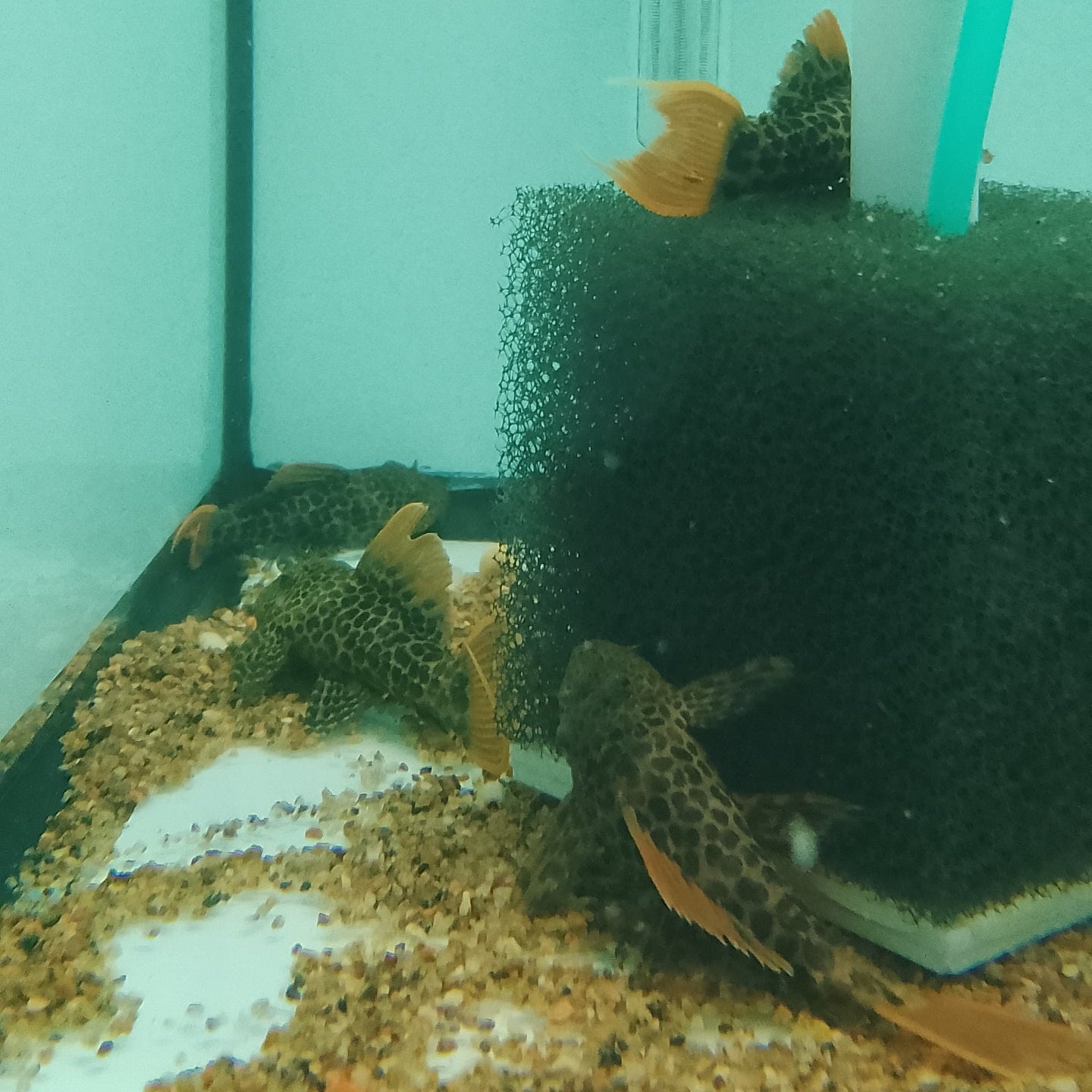 L600 Leopard Cactus Pleco
