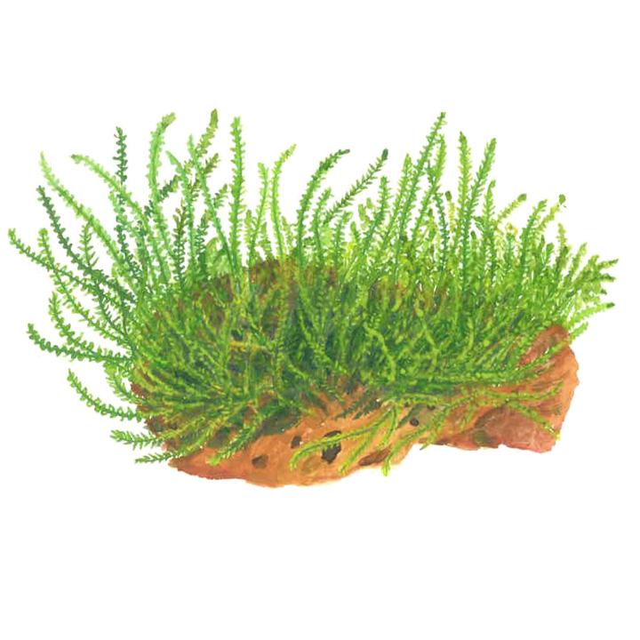 Tropica 1-2-Grow Leptodictyum riparium