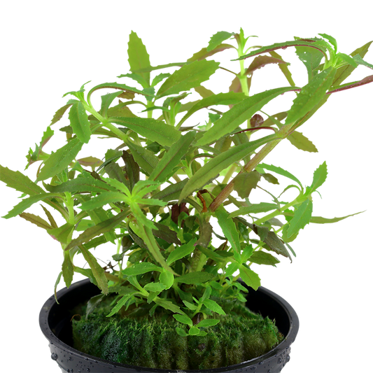 Limnophila hippuridoides