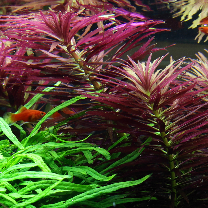 Limnophila hippuridoides