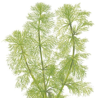 Tropica 1-2-Grow Limnophila aquatica