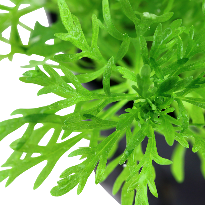 Limnophila aquatica