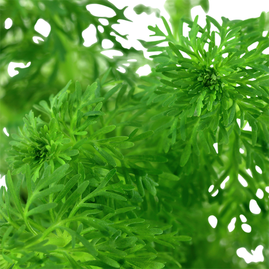 Limnophila sessiliflora