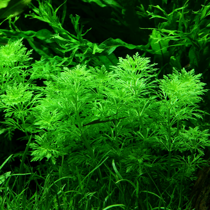 Limnophila sessiliflora