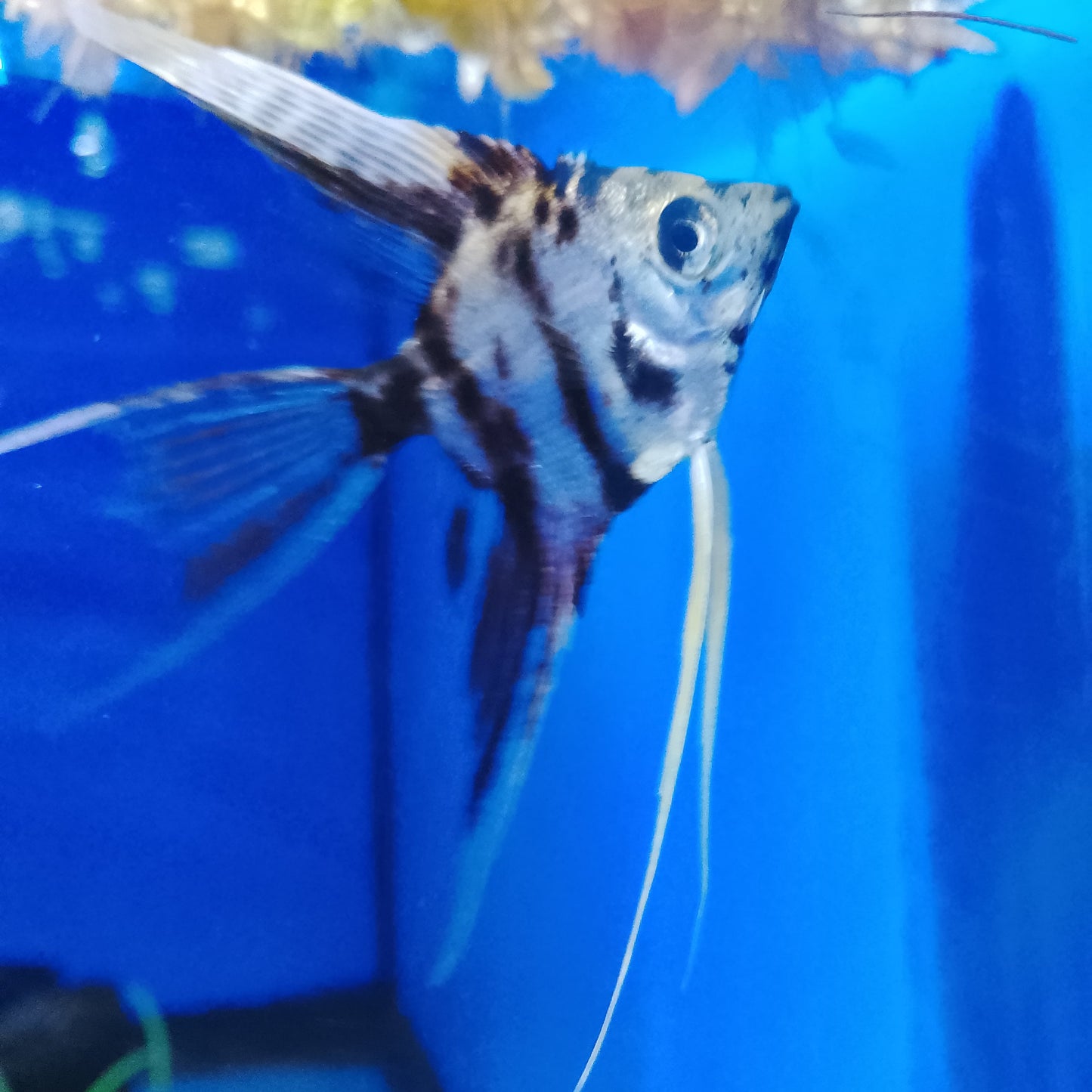 Long Fin Koi Angelfish