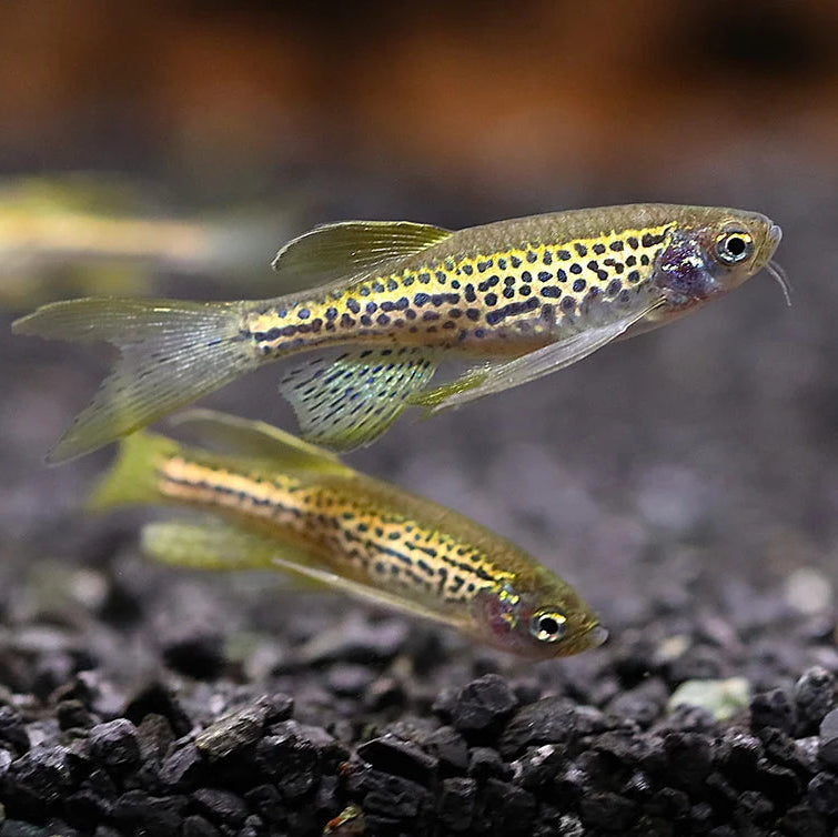 Leopard Danio Longfin