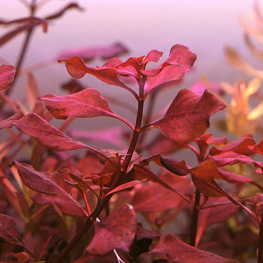 Ludwigia palustris Super Red