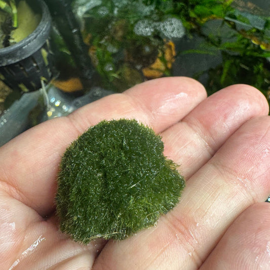 Marimo Moss Balls (1-1.5")