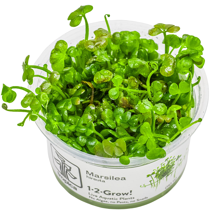 1-2-Grow Marsilea hirsuta