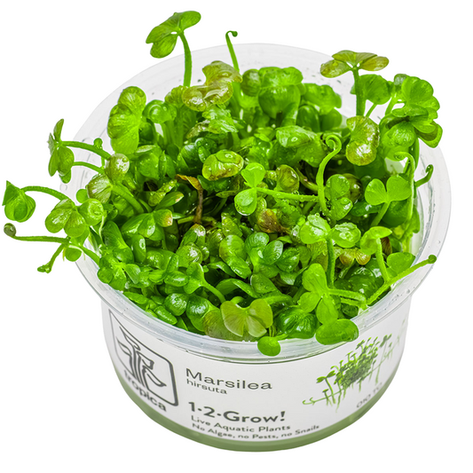 1-2-Grow Marsilea hirsuta