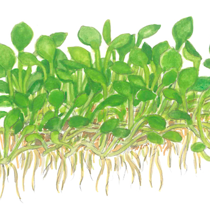 1-2-Grow Marsilea minuta